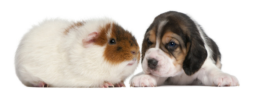 小猎犬的小狗，1 个月大和泰迪豚鼠，9 个月大，在白色背景前