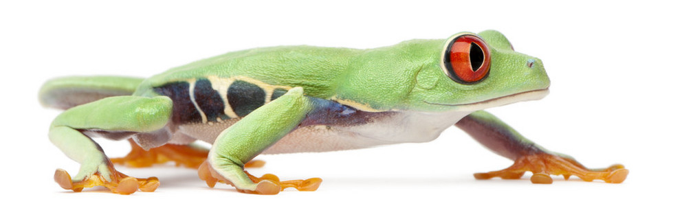 红眼蛙，agalychnis callidryas
