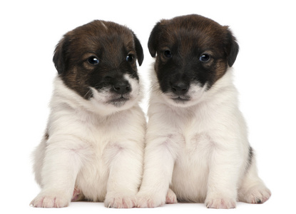 两个猎狐犬的小狗，1 个月大，坐在白色背景前