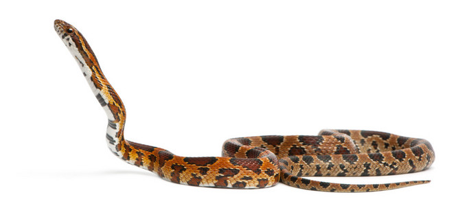 pantherophis guttatus，在白色背景前无鳞玉米蛇