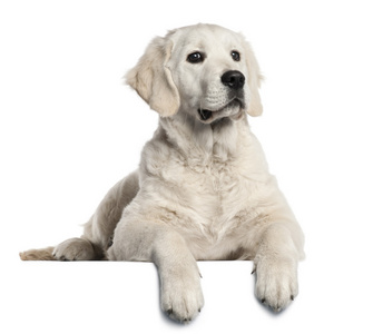 黄金猎犬的小狗，5 个月大，前面的躺在白色的背景