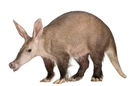 aardvark，orycteropus，16 岁，在白色背景前