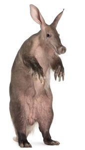 aardvark，orycteropus，16 岁，在白色背景前