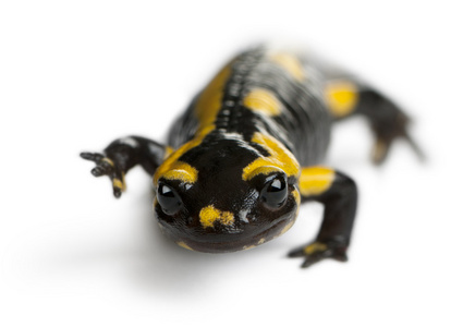 火蝾螈，salamandra salamandra，在白色背景前