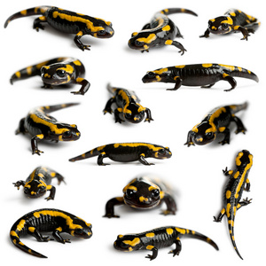 salamandra salamandra，在白色背景前的火蜥蜴，集合