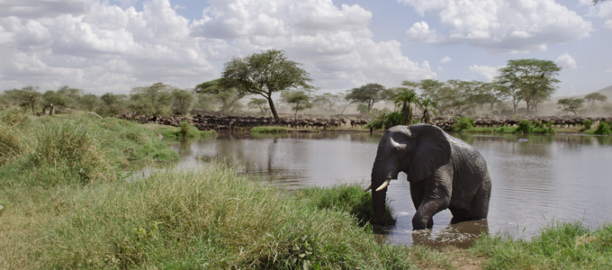 在河在塞伦盖蒂国家公园，坦桑尼亚，非洲大象
