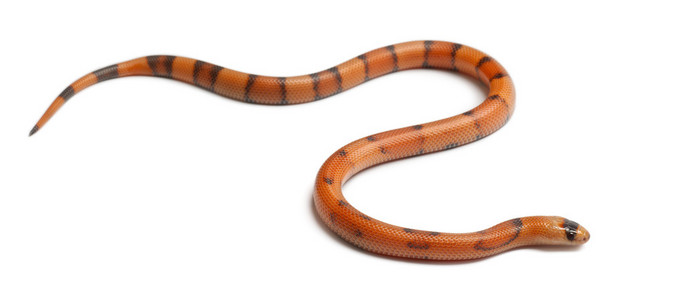 lampropeltis 座 hondurensis，在白色背景前三色反向洪都拉斯奶蛇