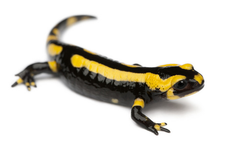 火蝾螈，salamandra salamandra，在白色背景前