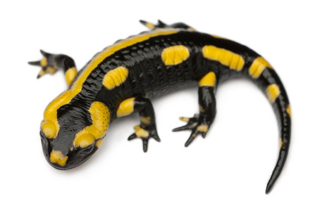 火蝾螈，salamandra salamandra，在白色背景前