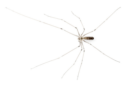 蜘蛛，holocnemus pluchei，在白色背景前