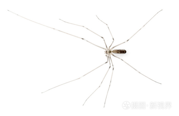 蜘蛛,holocnemus pluchei,在白色背景前