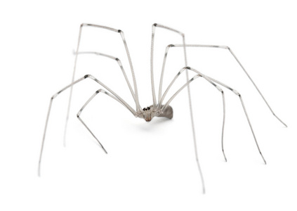 蜘蛛，holocnemus pluchei，在白色背景前