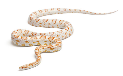 糖蔗玉米蛇或红色老鼠蛇，pantherophis guttatus，在白色背景前