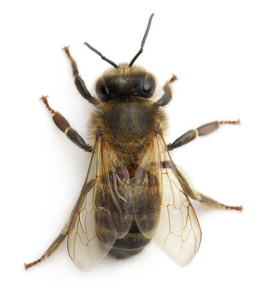 女性的工蜂，anthophora plumipes，在白色背景前