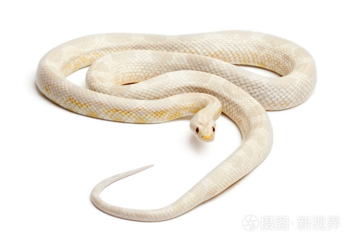 雪玉米蛇或红色老鼠蛇,pantherophis guttatus,在白色