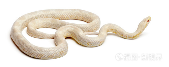 雪玉米蛇或红色老鼠蛇,pantherophis guttatus,在白色背景前
