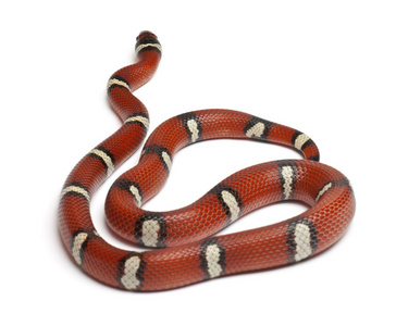 牛奶蛇或 milksnake，lampropeltis 座孢子虫，在白色背景前