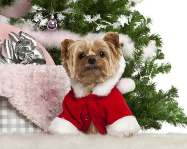 约克夏犬，7 岁，在白色背景前的圣诞礼物