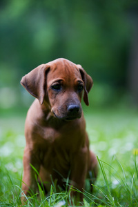 罗得西亚 ridgeback 小狗户外