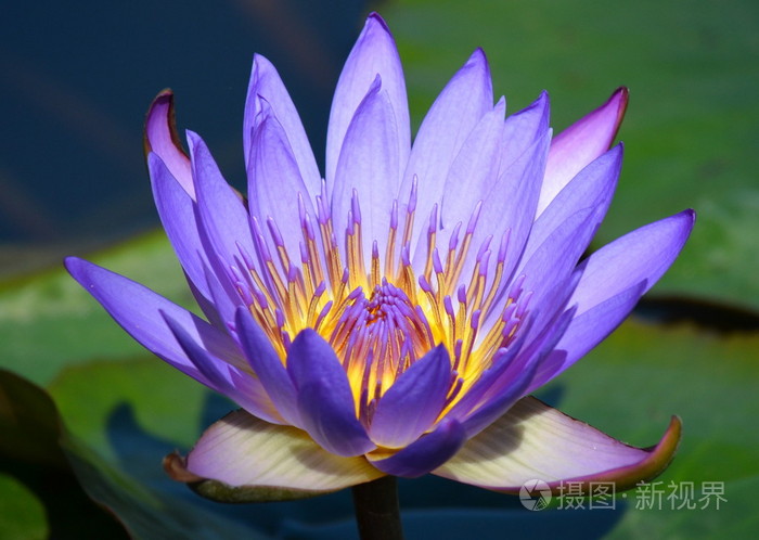 紫莲花