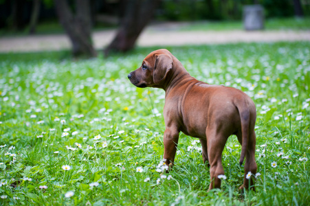 罗得西亚 ridgeback 小狗户外