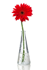 玻璃花瓶红色黄色非洲菊