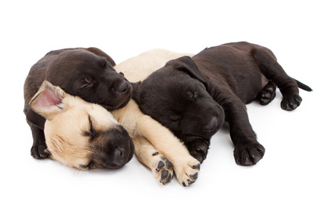 三只小狗在一起睡午觉