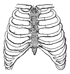 胸骨或胸骨，复古雕刻