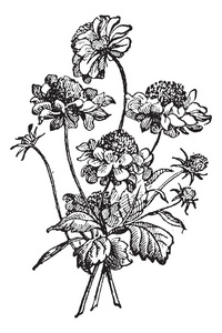 华北或 scabious 复古雕刻