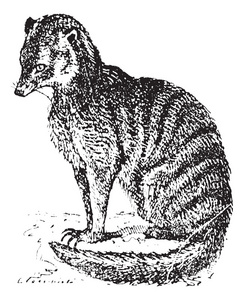 猫鼬或 suricate，复古雕刻