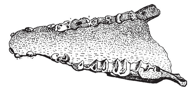 lophiodon 复古雕刻