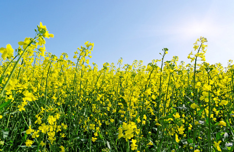 Blossom raps双低油菜开花