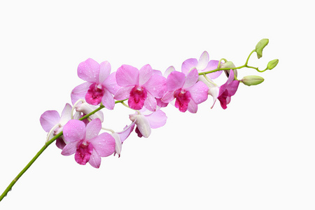粉红色的兰花集团和芽分支