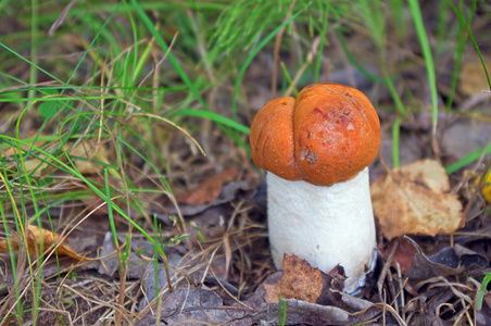 小白杨蘑菇