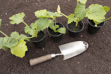 春季的准备的土壤中种植的蔬菜