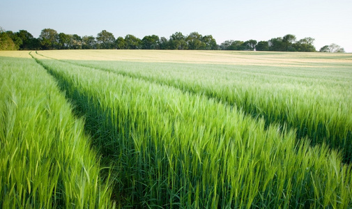美丽领域的新的增长 agrucultiral 小麦