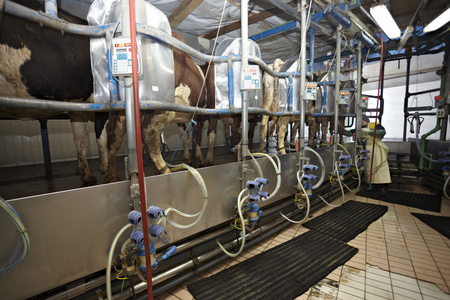 牛奶农场农业自动挤奶系统