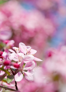在春天用粉色的花盛开梅花树