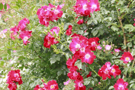 花园里的美丽玫瑰花