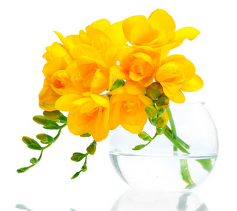 孤立在白色的花瓶里的美丽黄色 freesias