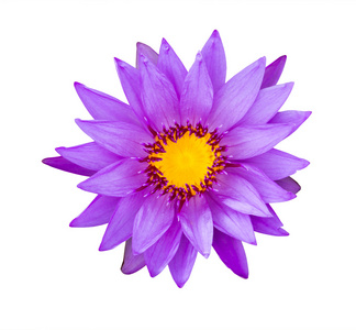 紫色睡莲隔离