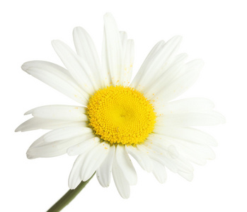 美丽雏菊花隔离在白色