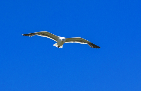 在蓝色的天空中飞翔的海鸥
