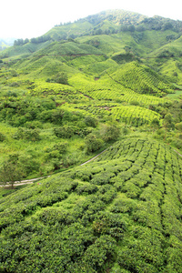 茶叶种植园马来西亚