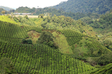 茶叶种植园马来西亚