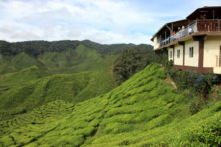 茶叶种植园马来西亚