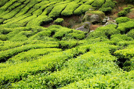 茶叶种植园马来西亚