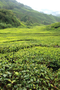 茶叶种植园马来西亚