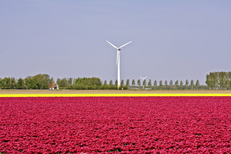 在荷兰的荷兰风车和郁金香字段