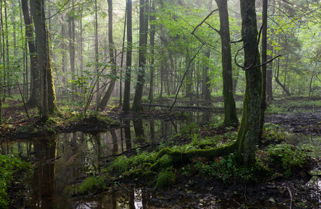 在湿夏季日出站的 bialowieza 森林